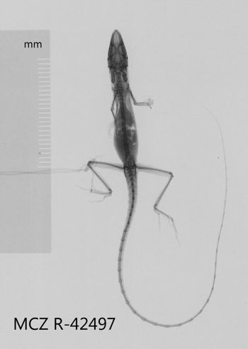 Media type: image;   Herpetology R-42497 Aspect: dorsoventral x-ray